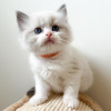 Photo №3. Magnifiques chatons Ragdoll à vendre. USA