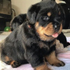 Photo №1. rottweiler - à vendre en ville de Budapest | négocié | Annonce №85312