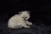 Photo №3. Chatons Ragdoll de race pure disponibles pour les foyers aimants. Allemagne