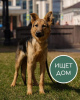 Photo №1. chien bâtard - à vendre en ville de Krasnogorsk | Gratuit | Annonce №10991