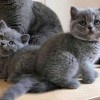 Photo №1. british shorthair - à vendre en ville de Helsinki | 350€ | Annonce № 116648