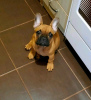 Photo №3. Chiots bouledogue français. Serbie