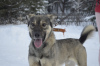 Photo №1. chien bâtard - à vendre en ville de Краснокамск | Gratuit | Annonce №9007