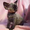 Photo №1. devon rex - à vendre en ville de Cracovie | 1000€ | Annonce № 114804