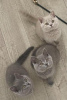 Photo №3. Magnifiques chatons British shorthair. Allemagne