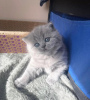 Photo №1. british shorthair - à vendre en ville de Berlin | 284€ | Annonce № 89819