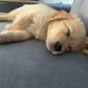 Photo №1. golden retriever - à vendre en ville de Афины | 331€ | Annonce №123406