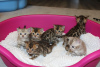 Photos supplémentaires: Chatons Bengal Cats disponibles à l'adoption maintenant