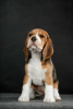 Photo №2 de l'annonce № 61906 de la vente beagle - acheter à Ukraine annonce privée, éleveur