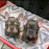 Photo №3. Viber du mignon chiot bouledogue français 306994821087. La finlande