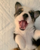 Photo №1. welsh corgi - à vendre en ville de Uppsala | Gratuit | Annonce №98609