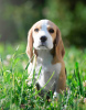 Photo №4. Je vais vendre beagle en ville de Quierschied. annonce privée - prix - 400€