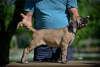 Photo №3. Chiots Cane Corso. Serbie