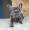 Photo №1. bouledogue - à vendre en ville de Bedford | 721€ | Annonce №25616