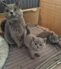 Photo №1. british shorthair - à vendre en ville de Wiesbaden | 400€ | Annonce № 55146