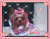 Photo №4. Je vais vendre yorkshire terrier en ville de Cracovie. éleveur - prix - 1400€