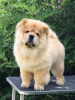 Photos supplémentaires: Chow Chow, de merveilleux chiots