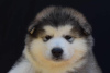 Photo №4. Je vais vendre malamute de l'alaska en ville de Šid.  - prix - négocié