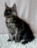 Photo №1. maine coon - à vendre en ville de Lublin | 1000€ | Annonce № 118442