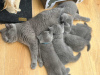 Photo №2 de l'annonce № 125008 de la vente british shorthair - acheter à USA éleveur