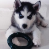 Photo №1. husky de sibérie - à vendre en ville de Франкфурт | Gratuit | Annonce №78854