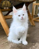 Photo №1. maine coon - à vendre en ville de Berlin | négocié | Annonce № 115131