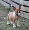 Photos supplémentaires: Chiots bull-terrier standards