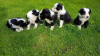 Photo №2 de l'annonce № 18202 de la vente border collie - acheter à La Grande-Bretagne annonce privée