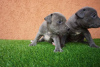 Photos supplémentaires: Chiots Pitbull Bluenose