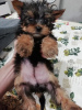 Photos supplémentaires: Chiots Yorkie/Kawaiiork