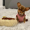 Photo №1. chihuahua - à vendre en ville de Basel | 450€ | Annonce №123312