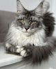 Photo №4. Je vais vendre maine coon en ville de Laredo. annonce privée - prix - 473€