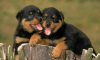 Photo №2 de l'annonce № 70360 de la vente rottweiler - acheter à Suède éleveur