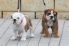 Photo №2 de l'annonce № 20643 de la vente bulldog anglais - acheter à Hongrie éleveur