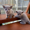 Photo №3. Chatons bleus russes à vendre Business WhatsApp 37256062792. La finlande