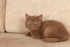 Photo №1. british shorthair - à vendre en ville de Bruges | Gratuit | Annonce № 127668