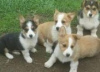 Photo №1. welsh corgi - à vendre en ville de Milan | 300€ | Annonce №115616