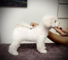 Photo №3. Chiot Bichon Frison. Serbie