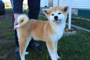 Photos supplémentaires: Chiots chics Akita Inu