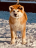 Photo №4. Je vais vendre akita (chien) en ville de Валево. éleveur - prix - négocié