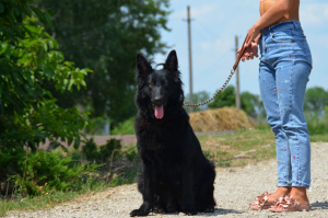 Photos supplémentaires: Chiots berger allemand, fille et garçon, avec documents, stigmatisation, vidéo,