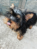 Photo №1. biewer yorkshire terrier, yorkshire terrier - à vendre en ville de Riga | 450€ | Annonce №108994