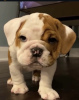 Photo №1. bulldog anglais - à vendre en ville de Roermond | négocié | Annonce №102524