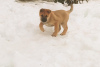 Photo №2 de l'annonce № 93897 de la vente akita (chien) - acheter à Fédération de Russie annonce privée