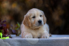 Photos supplémentaires: Chiots Golden Retriever