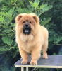 Photos supplémentaires: Chow Chow, de beaux chiots