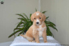 Photo №3. Superbes chiots Goldendoodle. Irlande