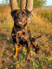 Photo №1. rottweiler - à vendre en ville de Москва | Gratuit | Annonce №123969