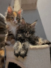 Photo №4. Je vais vendre maine coon en ville de Berlin. annonce privée - prix - 300€