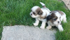 Photo №2 de l'annonce № 106803 de la vente shih tzu - acheter à Pologne éleveur